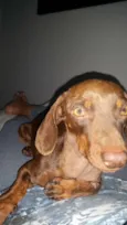 Toddy