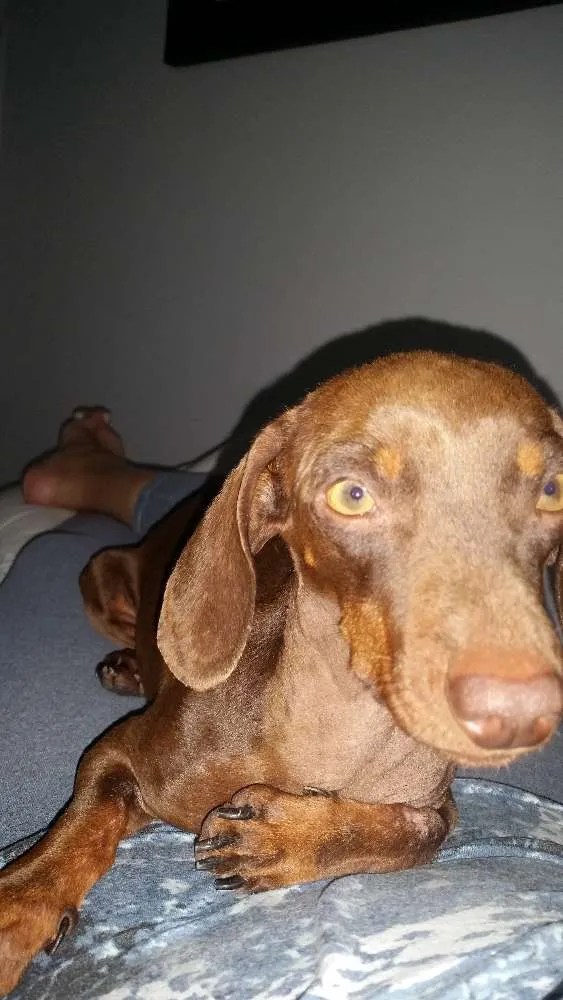 Cachorro ra a Bace idade 4 anos nome Toddy