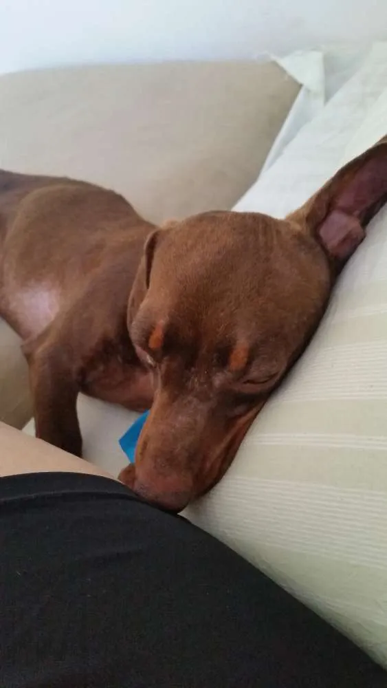 Cachorro ra a Bace idade 4 anos nome Toddy