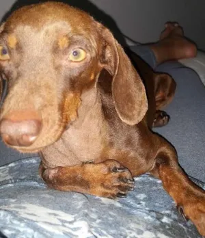 Cachorro raça Bace idade 4 anos nome Toddy