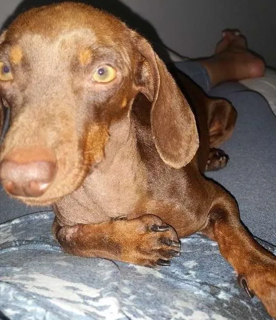 Cachorro ra a Bace idade 4 anos nome Toddy