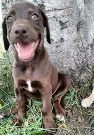 Cachorro raça Viralatinha idade 2 a 6 meses nome Lola