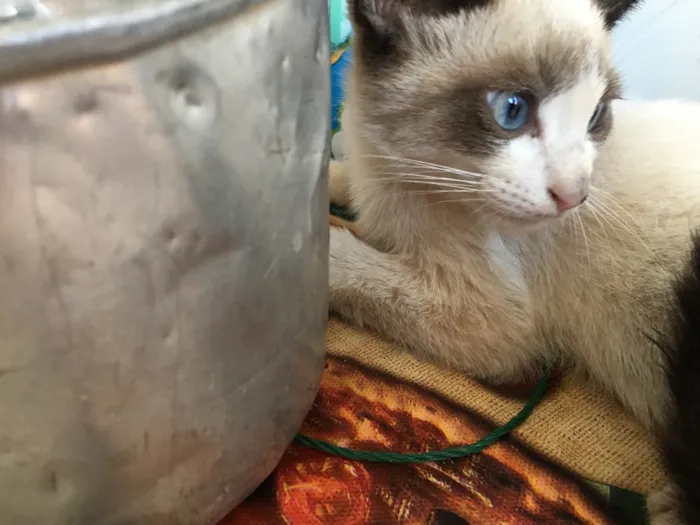 Gato raça  idade 2 a 6 meses nome Sem nome