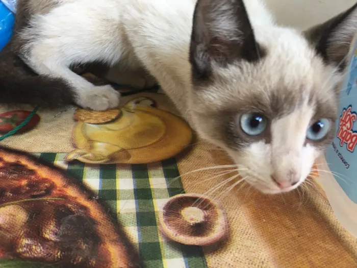 Gato raça  idade 2 a 6 meses nome Sem nome