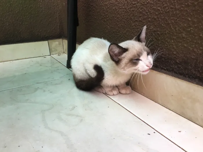 Gato raça  idade 2 a 6 meses nome Sem nome