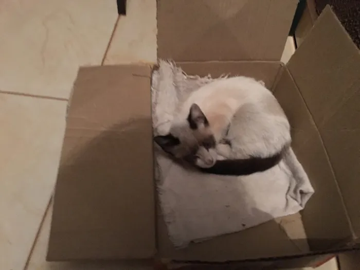 Gato raça  idade 2 a 6 meses nome Sem nome