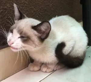 Gato raça  idade 2 a 6 meses nome Sem nome