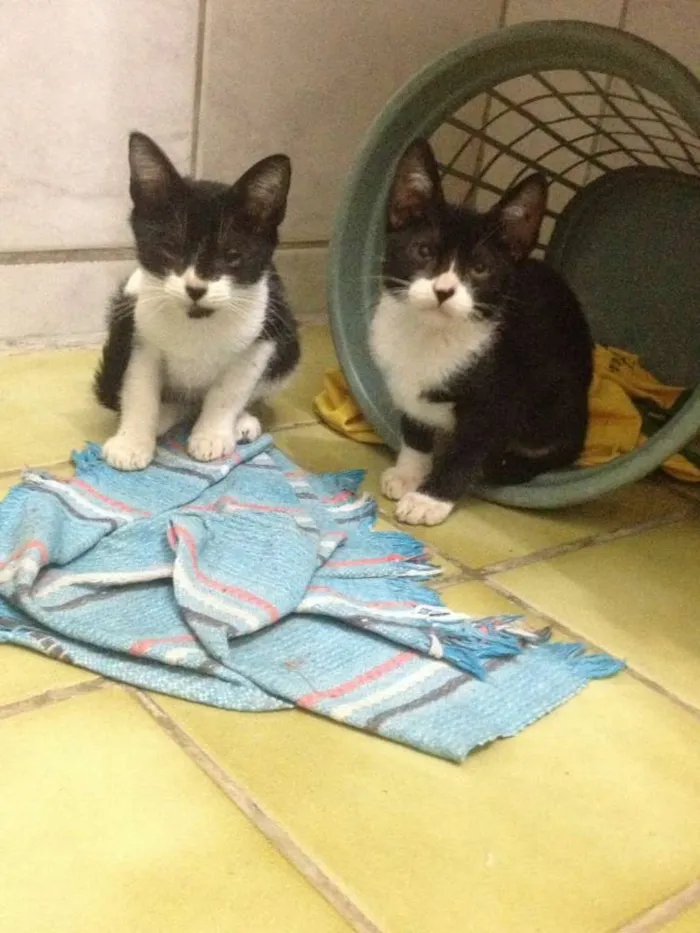 Gato raça  idade 2 a 6 meses nome sem nome