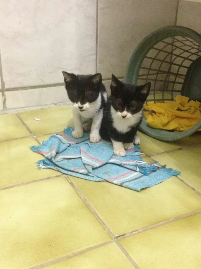 Gato raça  idade 2 a 6 meses nome sem nome