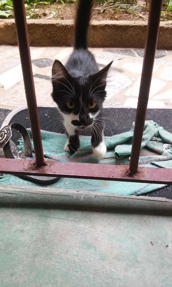 Gato raça  idade 2 a 6 meses nome Sem nome