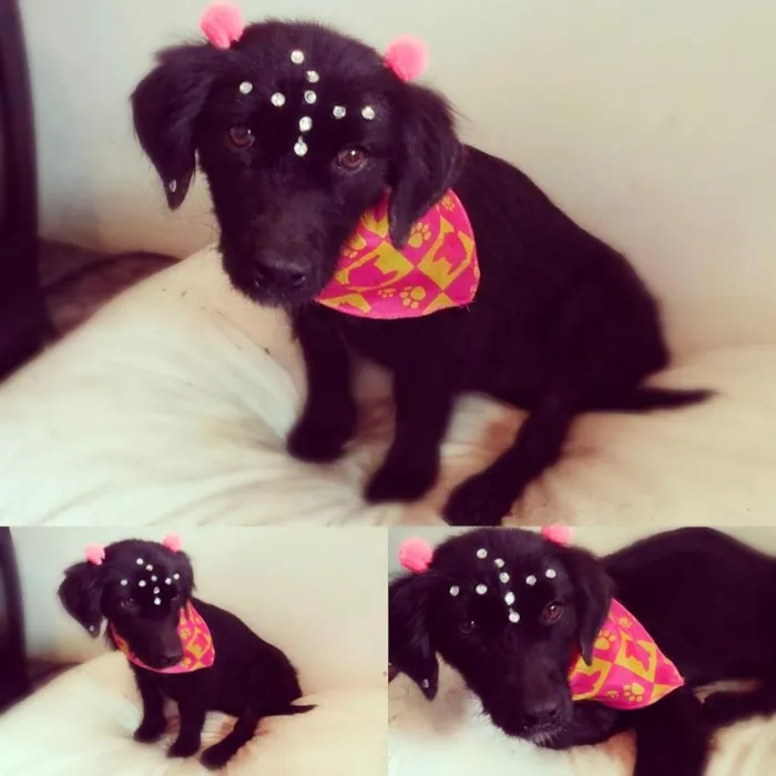 Cachorro raça vira lata idade 2 anos nome Sem nome