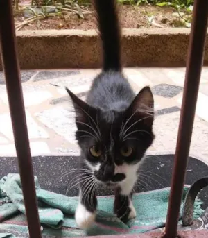 Gato raça  idade 2 a 6 meses nome Sem nome