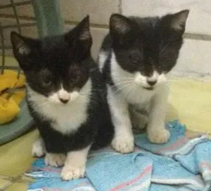 Gato raça  idade 2 a 6 meses nome sem nome