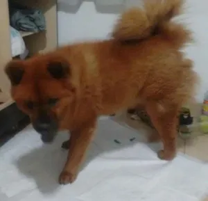 Cachorro raça Chow Chow idade 2 anos nome Bily