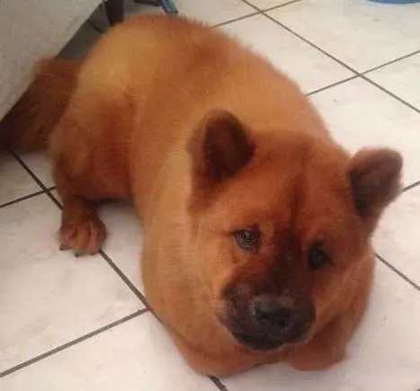 Cachorro raça Chow Chow idade 2 anos nome Bily