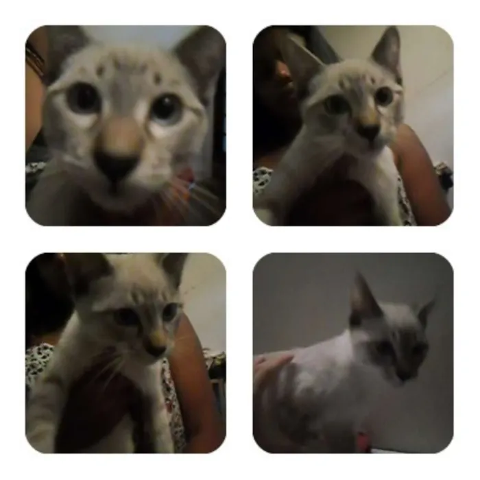 Gato ra a indefinida idade nome Sem nome