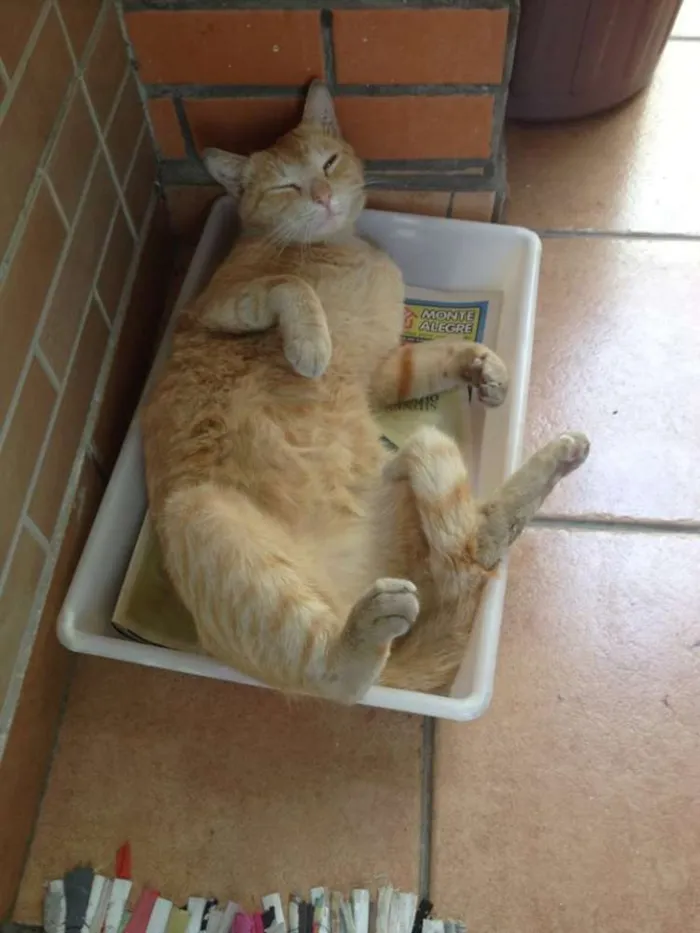 Gato ra a SRD idade 1 ano nome Chuchu
