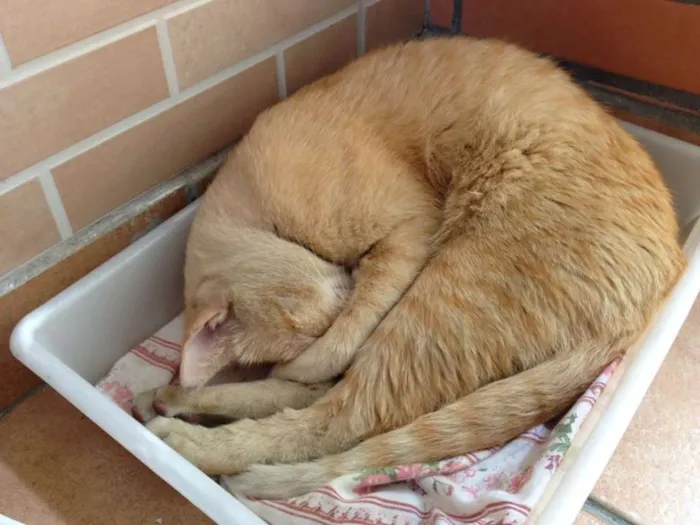 Gato ra a SRD idade 1 ano nome Chuchu