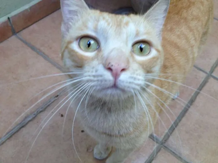 Gato ra a SRD idade 1 ano nome Chuchu