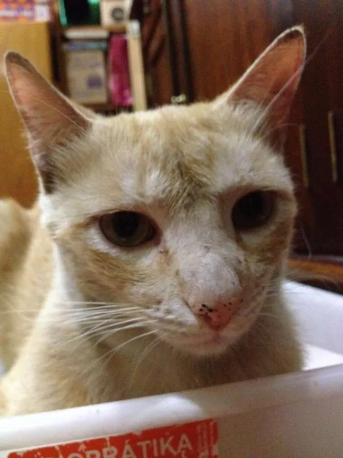 Gato ra a SRD idade 1 ano nome Chuchu