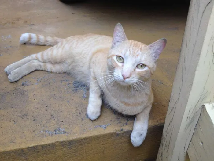 Gato ra a SRD idade 1 ano nome Chuchu