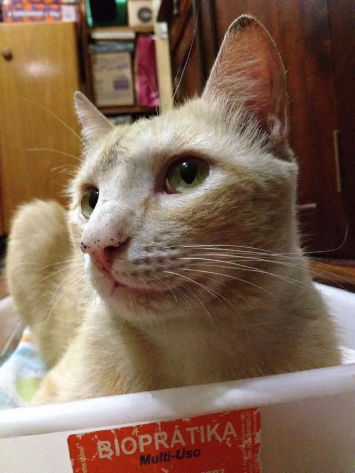 Gato ra a SRD idade 1 ano nome Chuchu