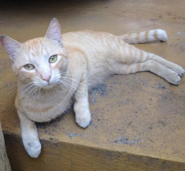 Gato ra a SRD idade 1 ano nome Chuchu