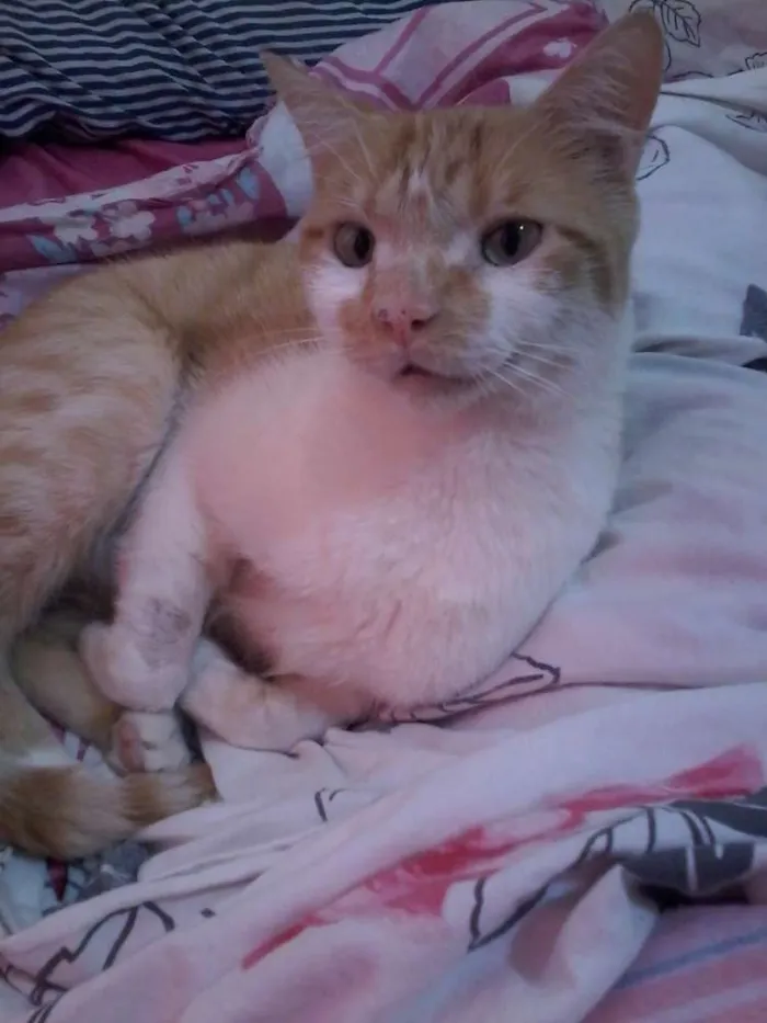 Gato ra a SRD idade  nome Leroy