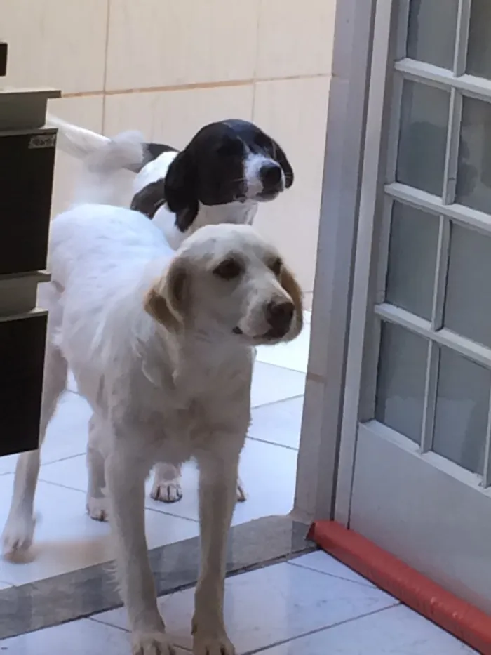 Cachorro ra a Sem raça definida idade 3 anos nome CATITA E CAPITU