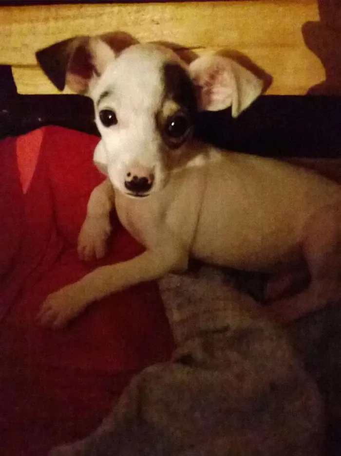 Cachorro ra a SRD idade 2 a 6 meses nome Coragem