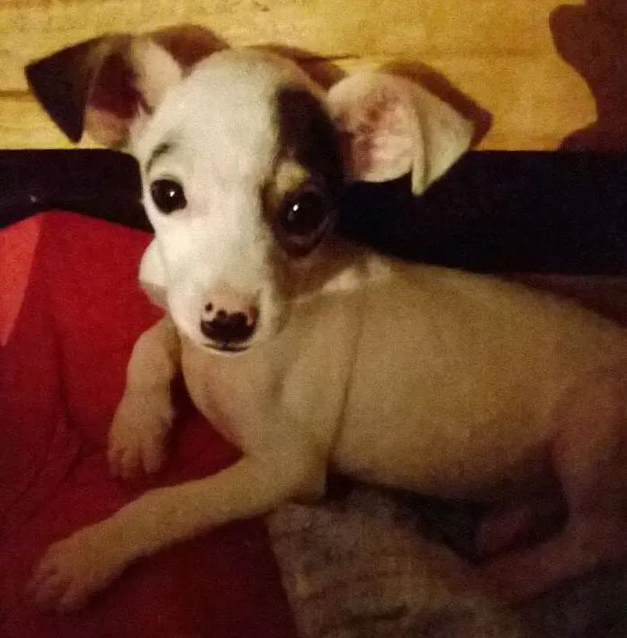 Cachorro ra a SRD idade 2 a 6 meses nome Coragem