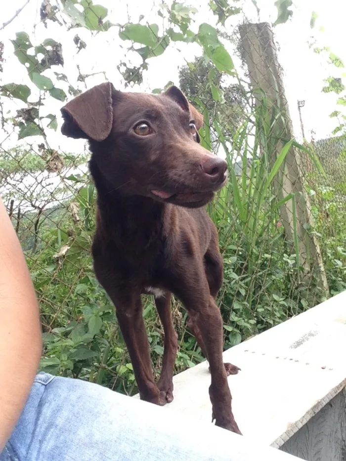 Cachorro raça Sem raça definida  idade 2 a 6 meses nome Bolinha