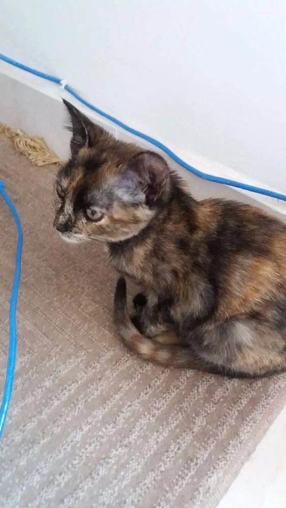 Gato ra a  idade 2 a 6 meses nome Aya
