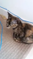 Aya