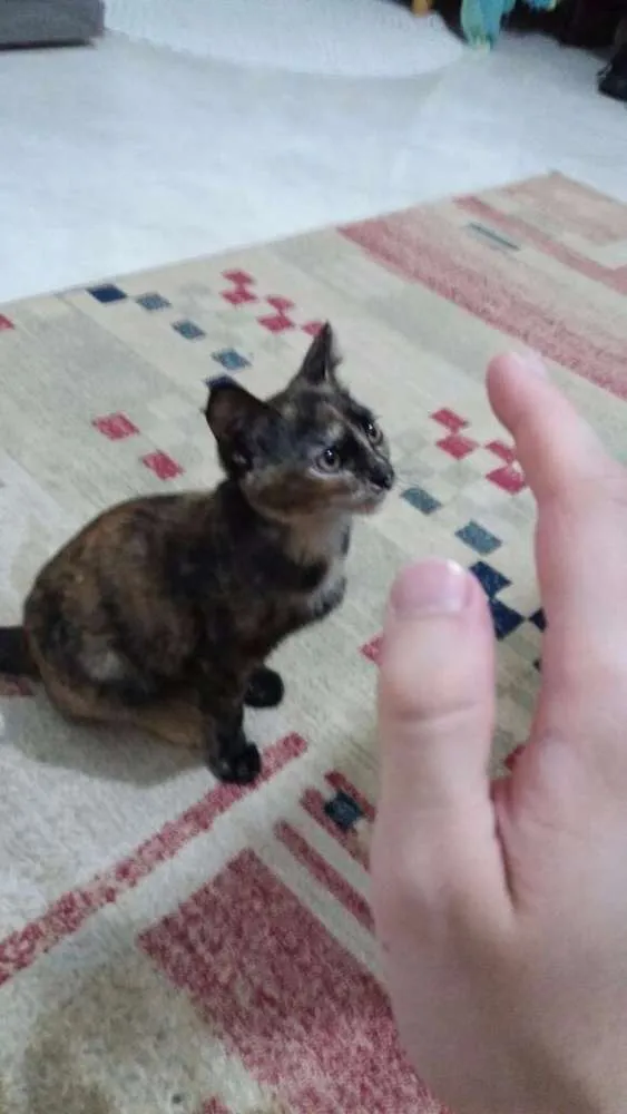 Gato ra a  idade 2 a 6 meses nome Aya