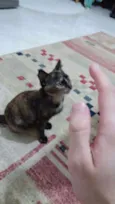 Aya