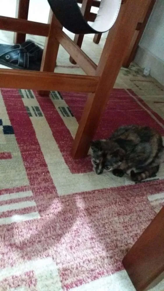 Gato ra a  idade 2 a 6 meses nome Aya