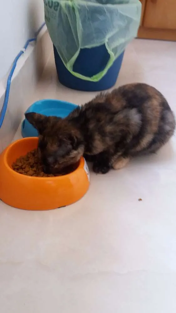 Gato ra a  idade 2 a 6 meses nome Aya