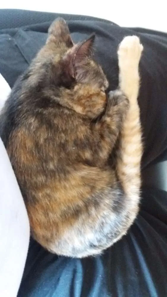 Gato ra a  idade 2 a 6 meses nome Aya