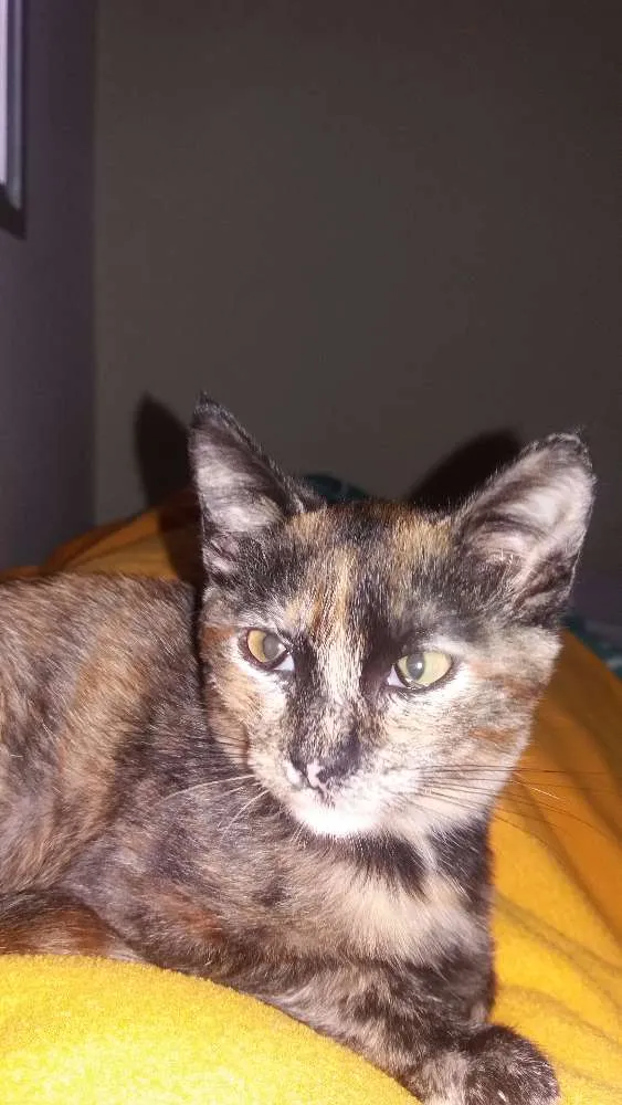 Gato ra a  idade 2 a 6 meses nome Aya