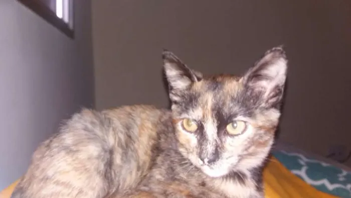 Gato ra a  idade 2 a 6 meses nome Aya