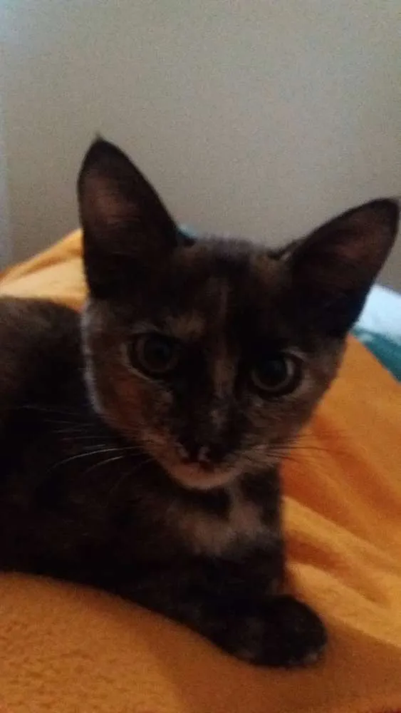 Gato ra a  idade 2 a 6 meses nome Aya