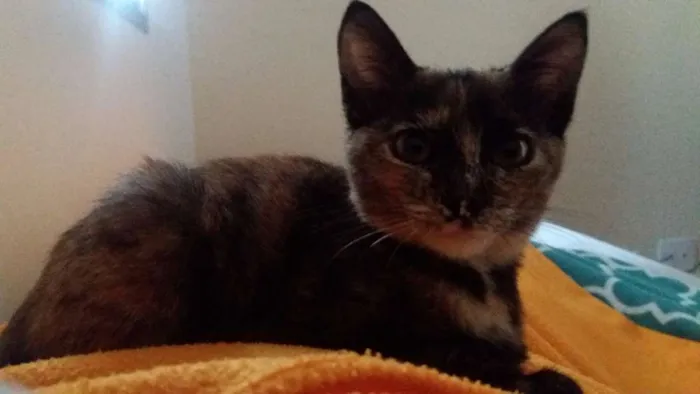 Gato ra a  idade 2 a 6 meses nome Aya
