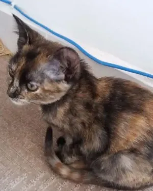 Gato raça  idade 2 a 6 meses nome Aya