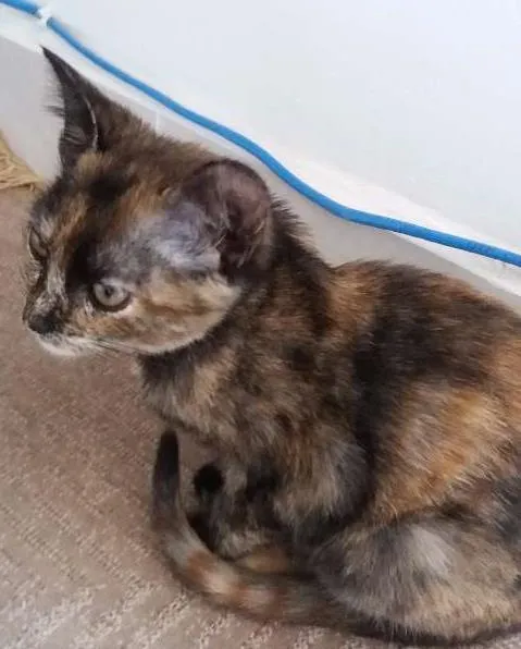 Gato ra a  idade 2 a 6 meses nome Aya