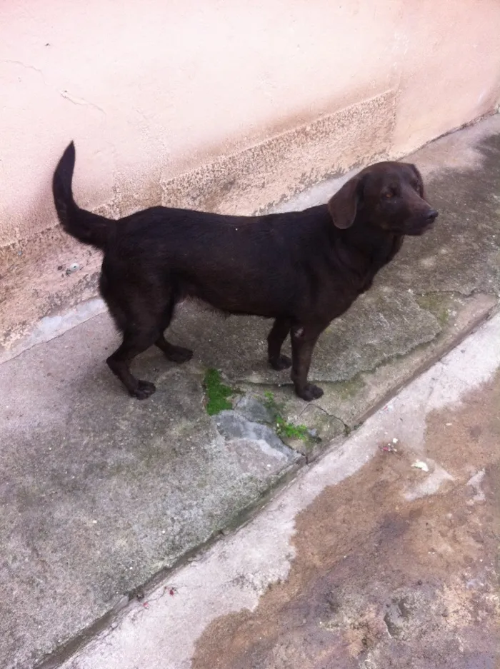Cachorro ra a Mestiça Labrador idade 6 ou mais anos nome Hannah
