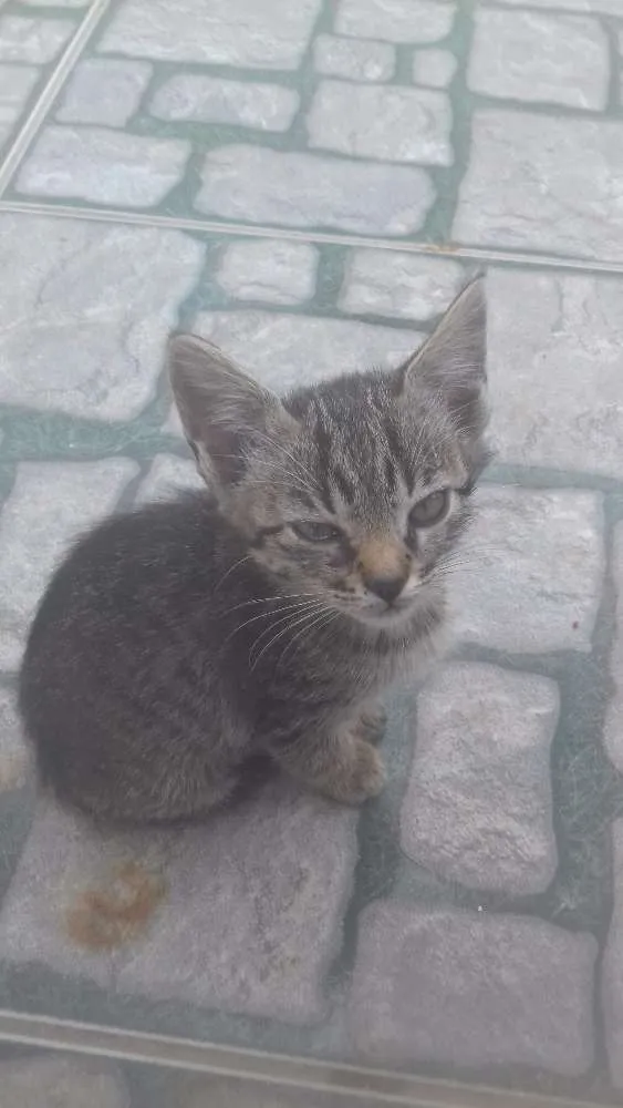 Gato raça Mistura de ciames com outro idade 2 a 6 meses nome Nao tem nome 
