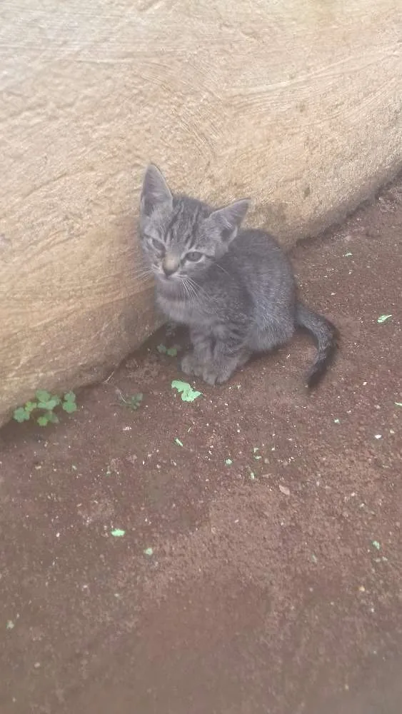 Gato raça Mistura de ciames com outro idade 2 a 6 meses nome Nao tem nome 