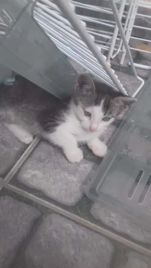 Gato raça Mistura de ciames com outro idade 2 a 6 meses nome Nao tem nome 