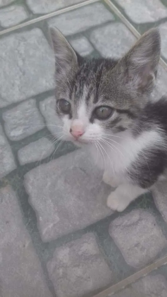 Gato raça Mistura de ciames com outro idade 2 a 6 meses nome Nao tem nome 